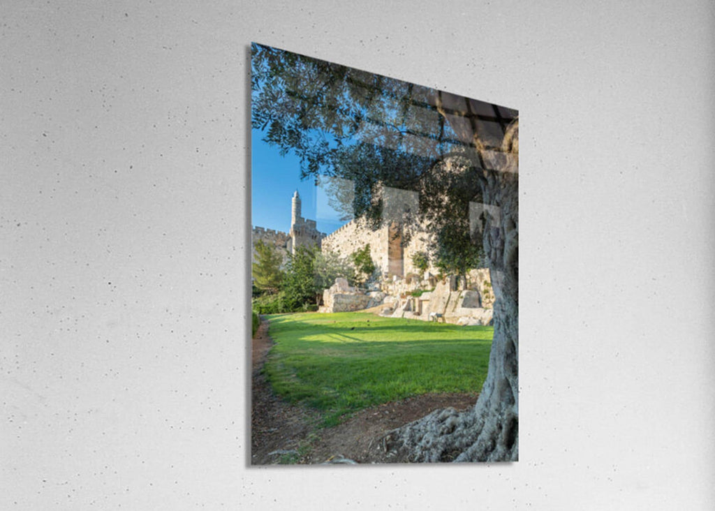 Olive Tree with Jerusalem Old City Walls & David Citadel