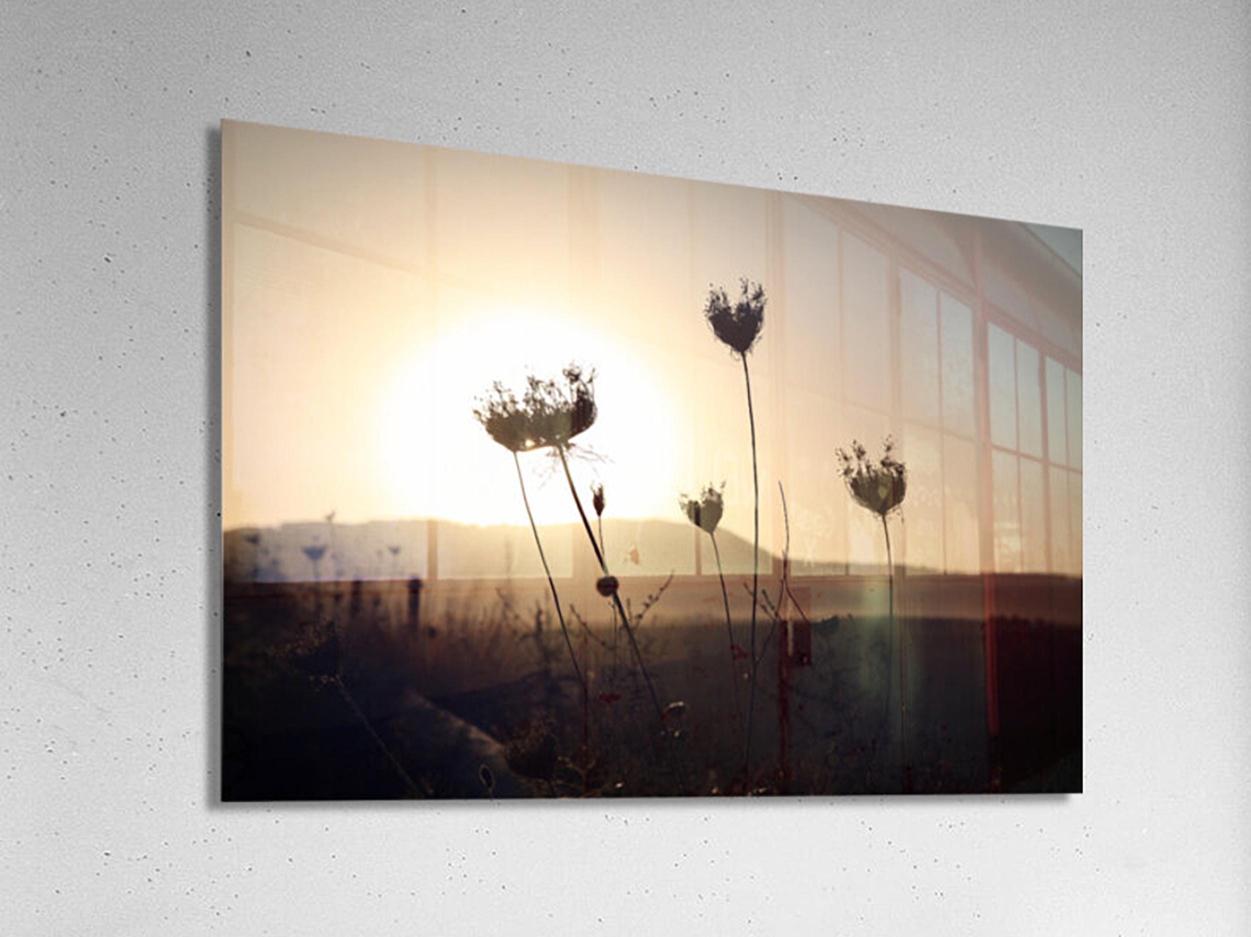 Israel Sunset Landscape Flowers Shadow with Sun Halo and Galil Mountains