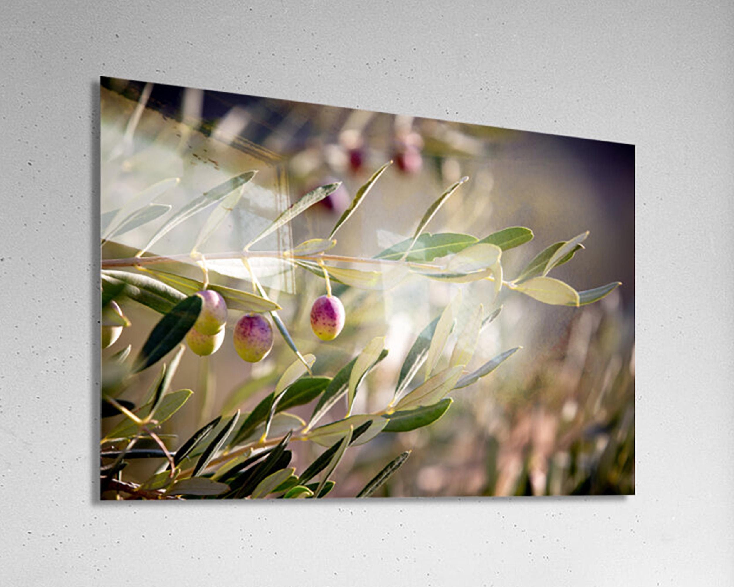 Holy Land Israeli Olive Branch Tree at surise — Promise Land Jewish Old Bible Seven Species