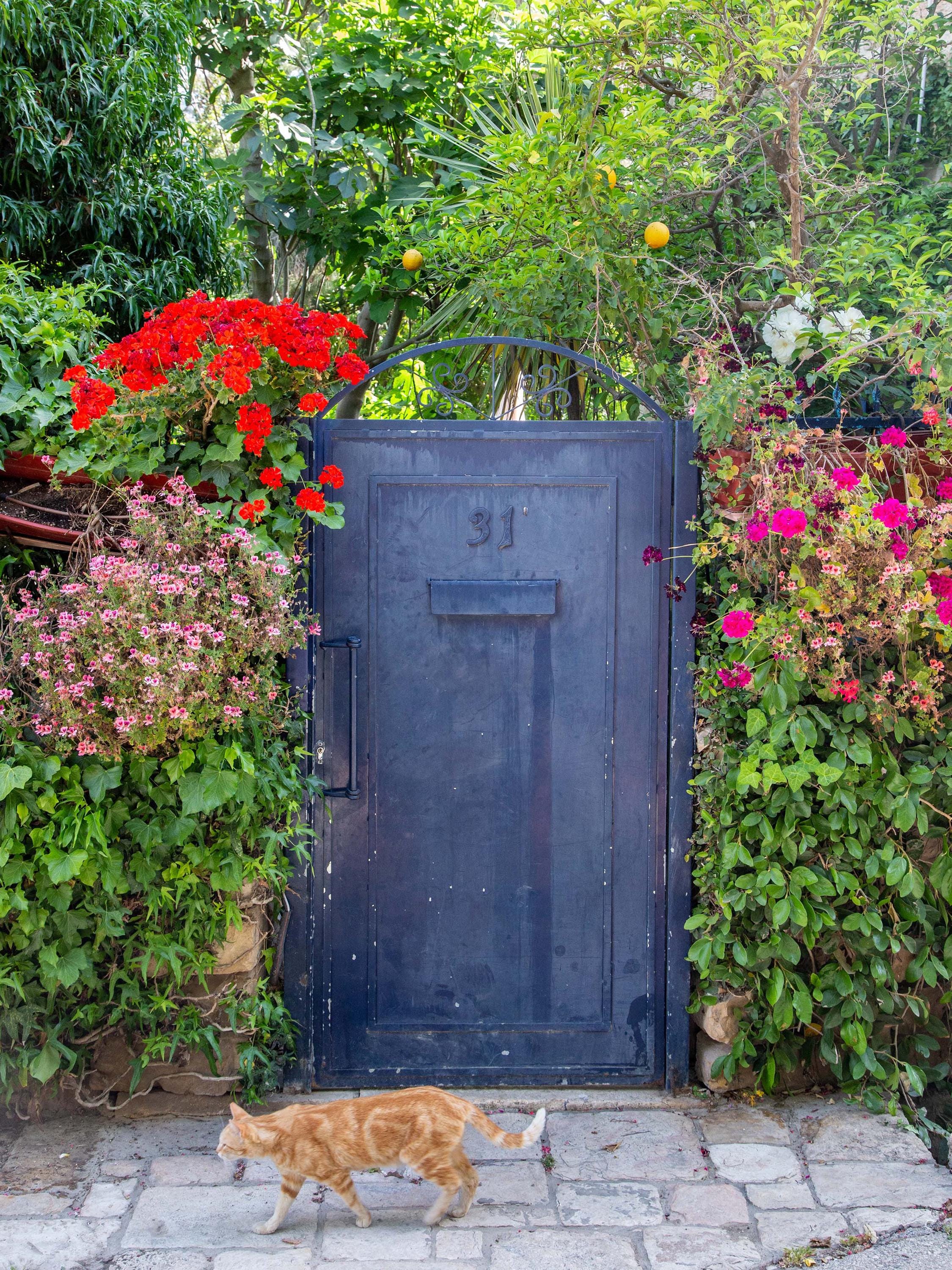 Jerusalem Garden Grey Metallic Door : Ein Kerem Doorway, Cat and Lemon Tree