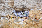 Kotel Wall Art Print: Nested Prayer Paper Notes In a Western Wall Stone