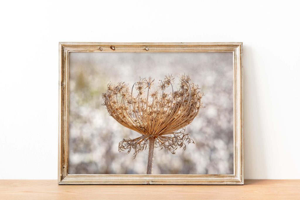Wild Dried Carrot Flower with White Cotton Field — Holy Land Israel Nature
