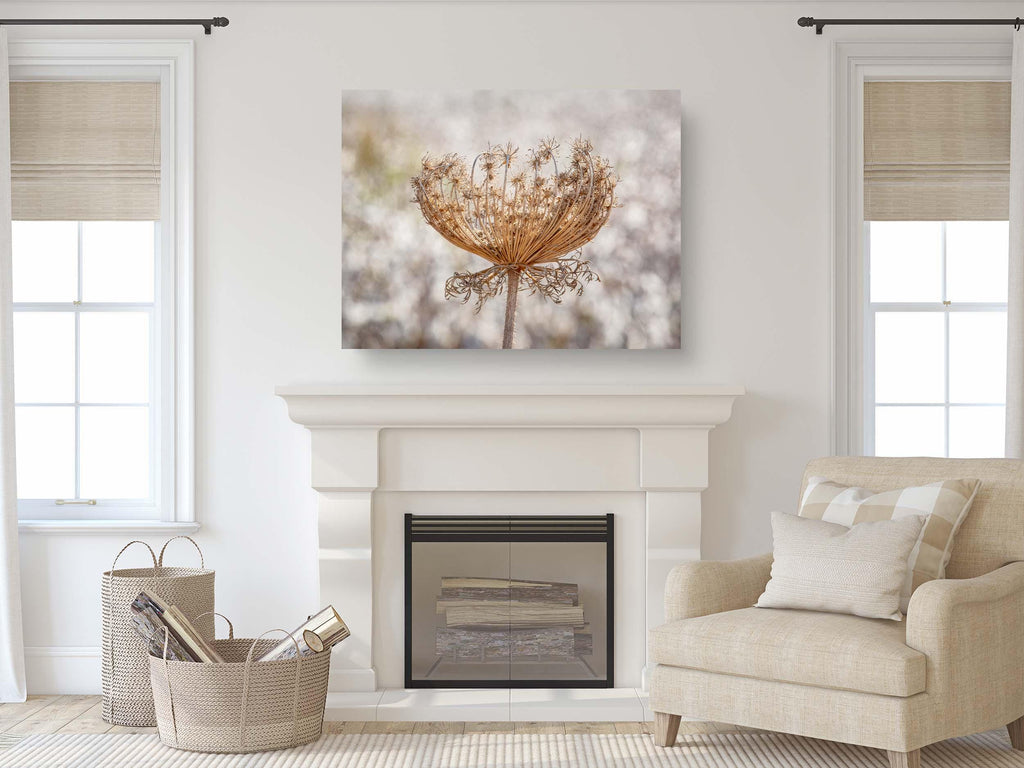 Wild Dried Carrot Flower with White Cotton Field — Holy Land Israel Nature