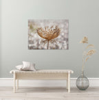 Wild Dried Carrot Flower with White Cotton Field — Holy Land Israel Nature
