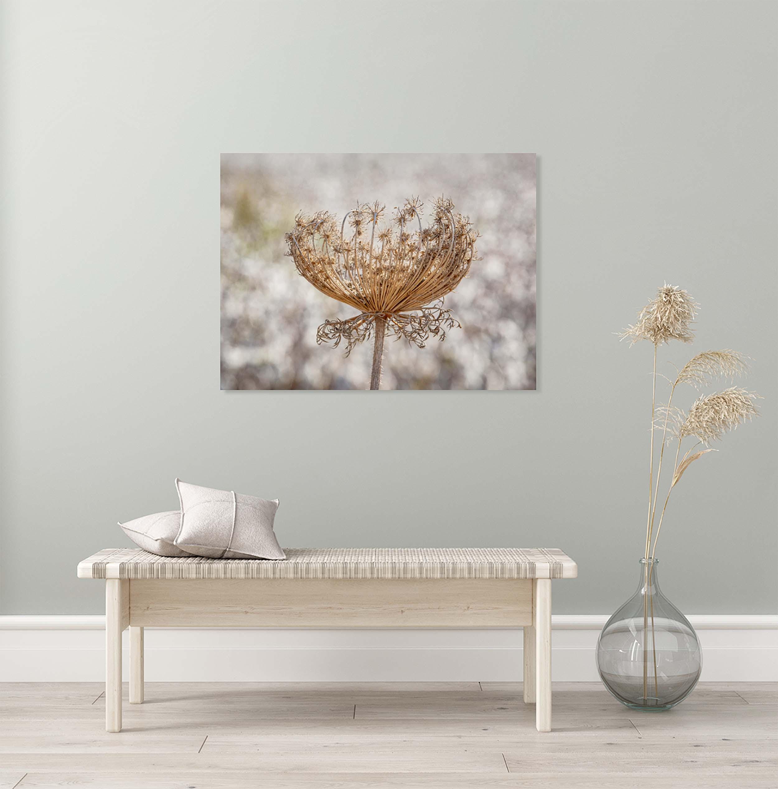 Wild Dried Carrot Flower with White Cotton Field — Holy Land Israel Nature