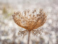 Wild Dried Carrot Flower with White Cotton Field — Holy Land Israel Nature