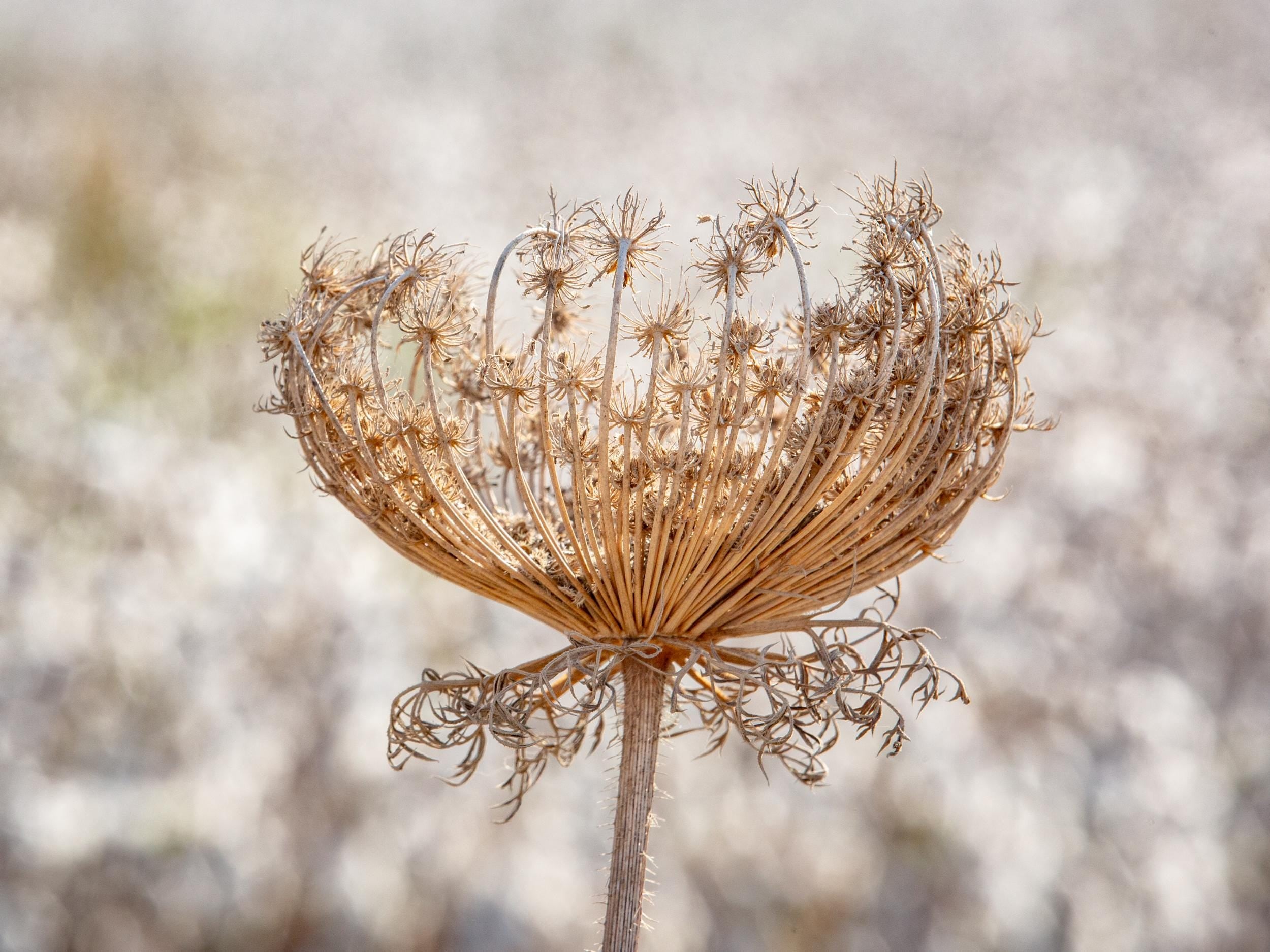 Wild Dried Carrot Flower with White Cotton Field — Holy Land Israel Nature