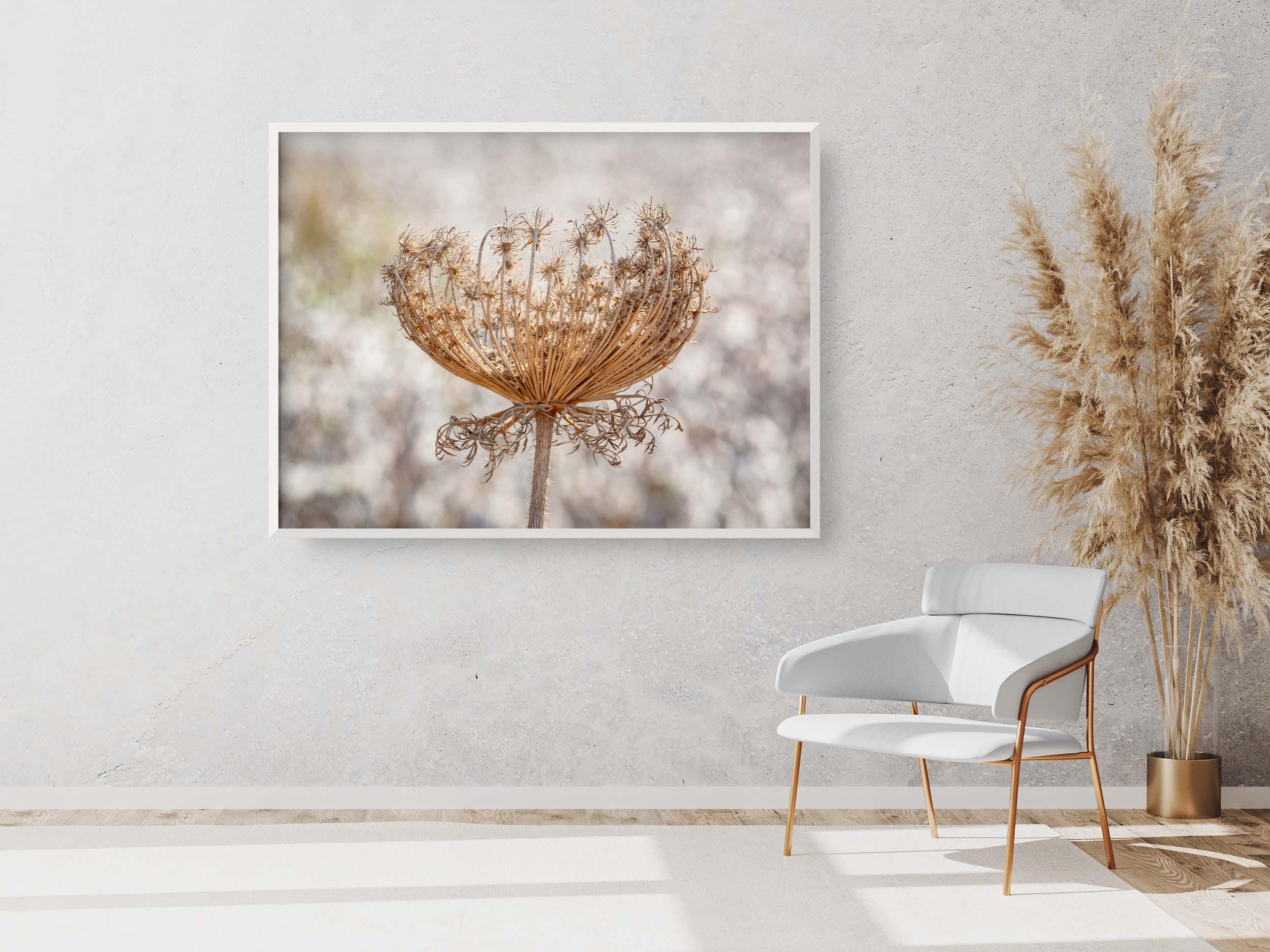 Wild Dried Carrot Flower with White Cotton Field — Holy Land Israel Nature