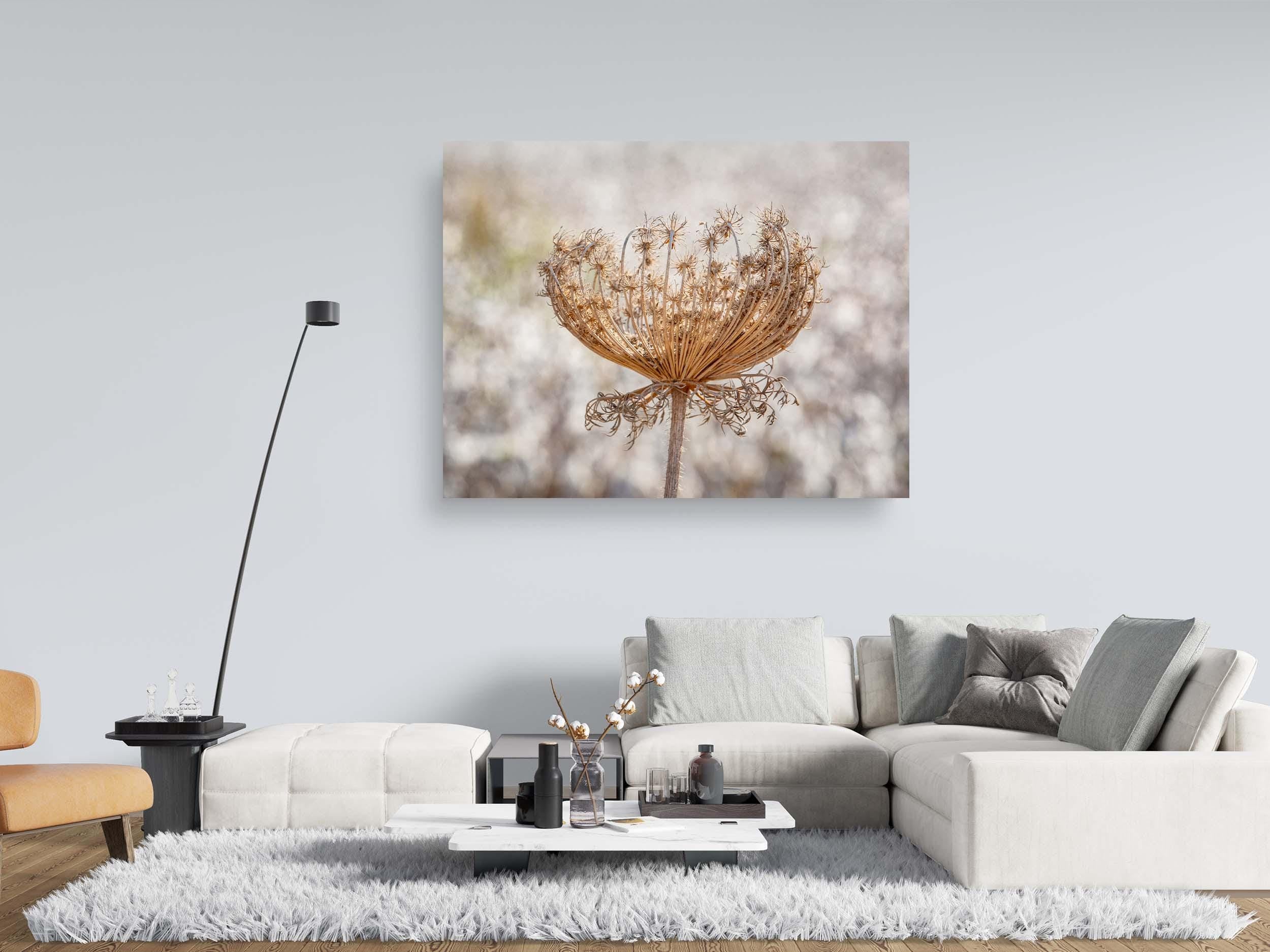 Wild Dried Carrot Flower with White Cotton Field — Holy Land Israel Nature