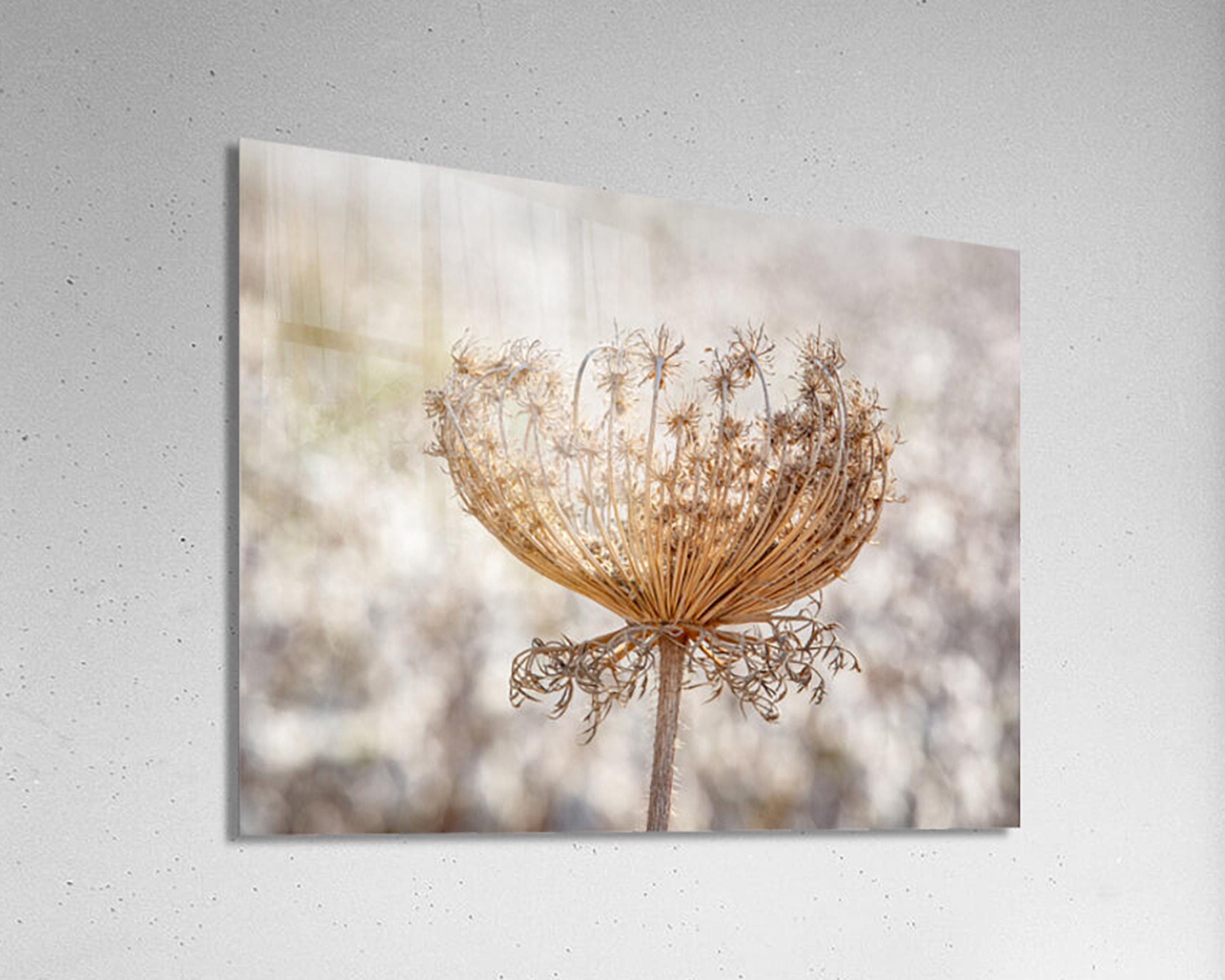 Wild Dried Carrot Flower with White Cotton Field — Holy Land Israel Nature