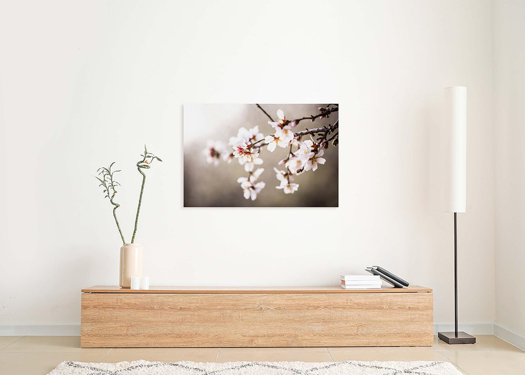 Macro Almond Blooming Flowers — Israel Holy Land White Pink Flowers