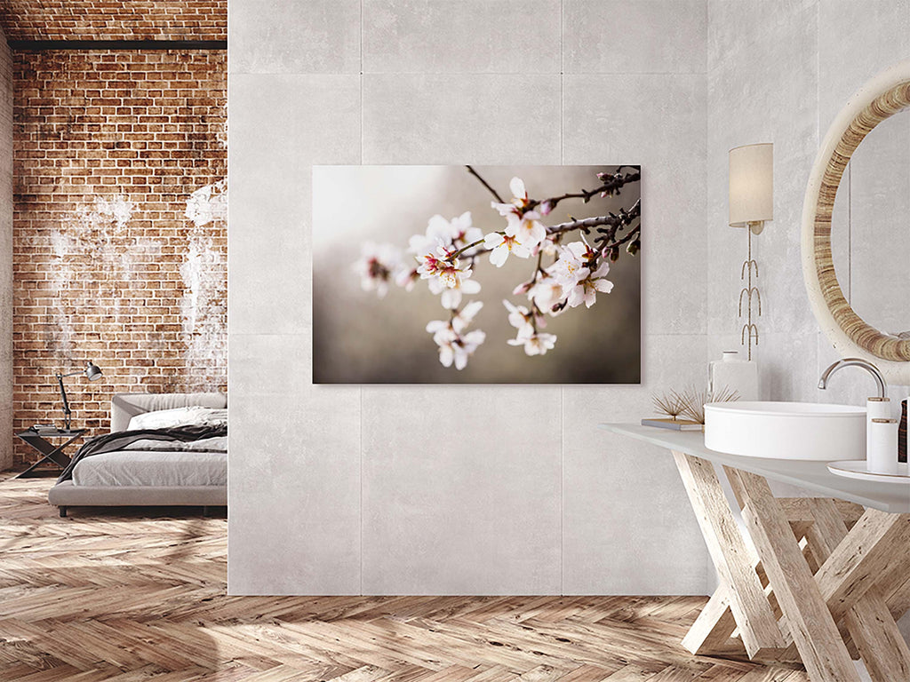Macro Almond Blooming Flowers — Israel Holy Land White Pink Flowers