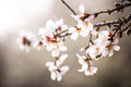 Macro Almond Blooming Flowers — Israel Holy Land White Pink Flowers