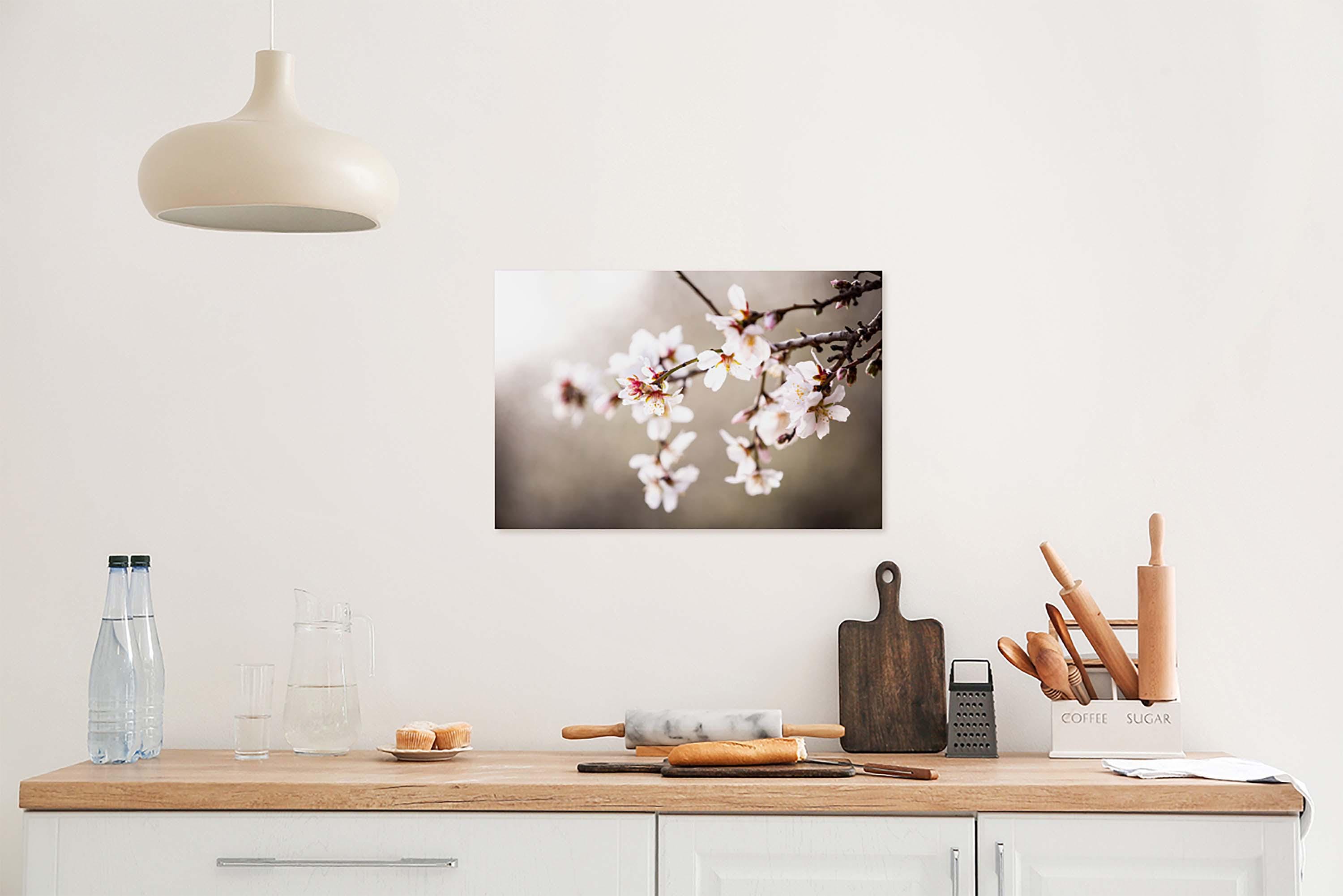 Macro Almond Blooming Flowers — Israel Holy Land White Pink Flowers