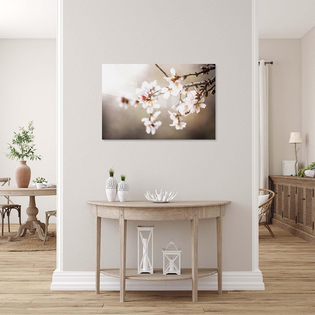 Macro Almond Blooming Flowers — Israel Holy Land White Pink Flowers