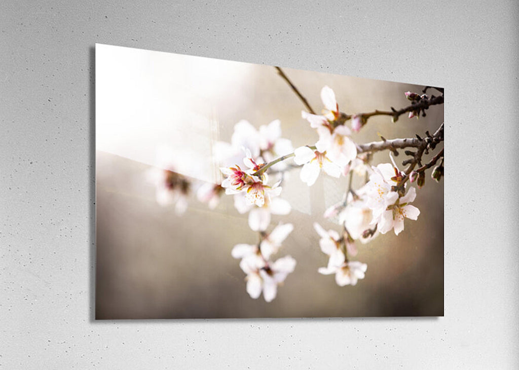 Macro Almond Blooming Flowers — Israel Holy Land White Pink Flowers