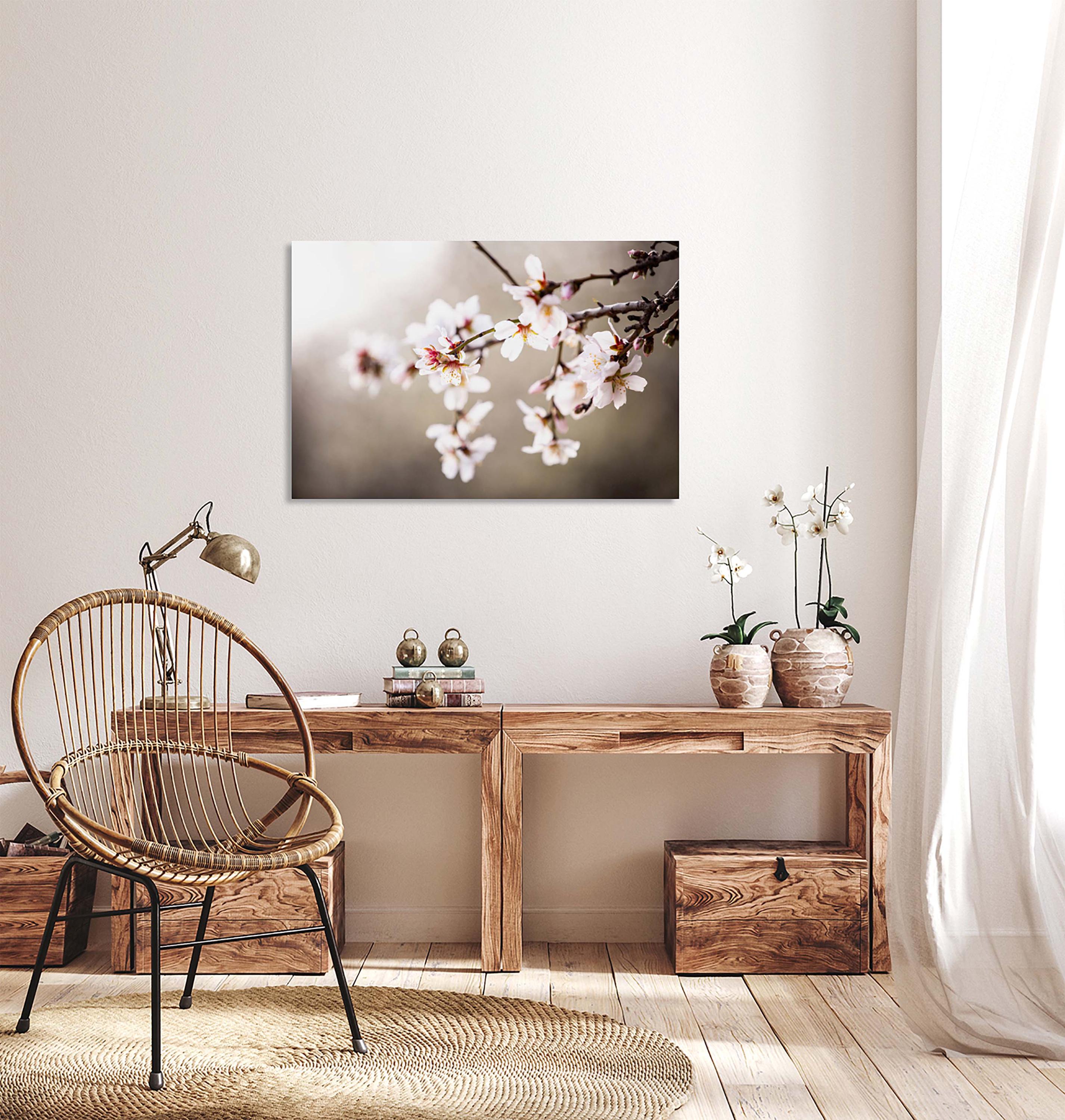 Macro Almond Blooming Flowers — Israel Holy Land White Pink Flowers