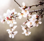 Macro Almond Blooming Flowers — Israel Holy Land White Pink Flowers