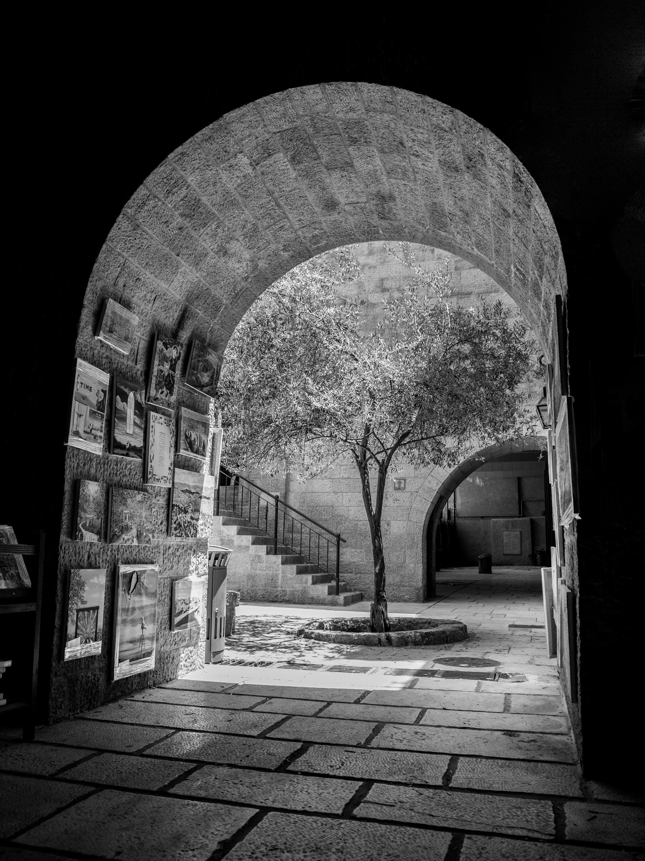 Black and White Jerusalem Old City Pedestrian Street with Olive Tree, Arch and Paintings on wall