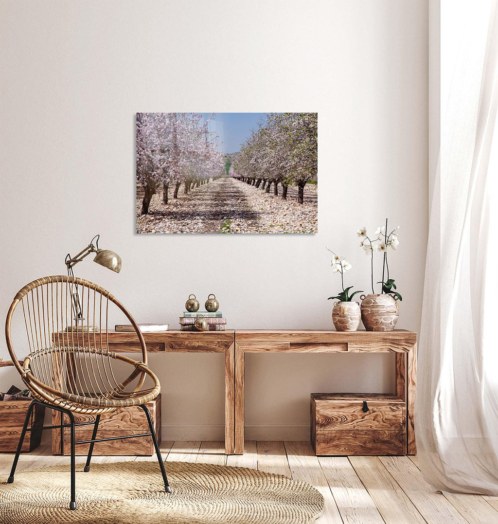 Israeli Holy Land Blooming Trees Landscape — Almond Blossom Flowers