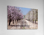 Israeli Holy Land Blooming Trees Landscape — Almond Blossom Flowers