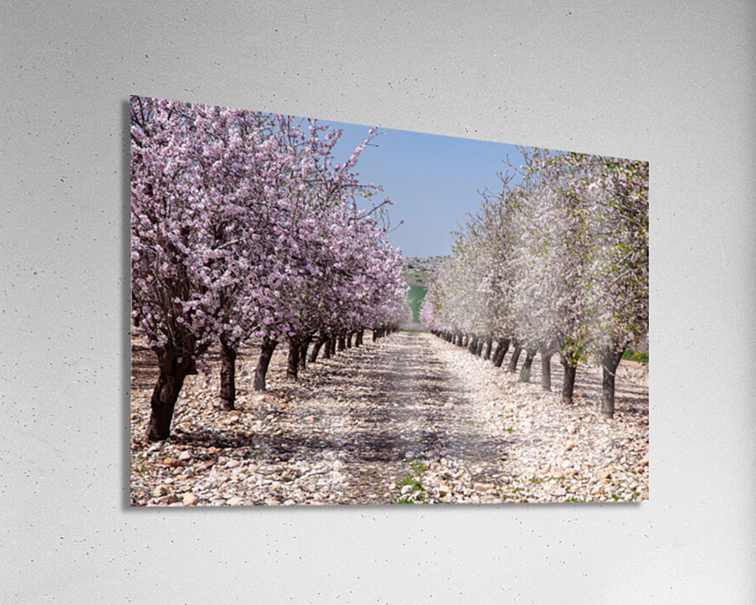 Israeli Holy Land Blooming Trees Landscape — Almond Blossom Flowers