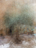 Green Olive Tree Impressionist Painting — Jerusalem Old City — National Tree of Israel — The Promised Holy Land — 7 Species