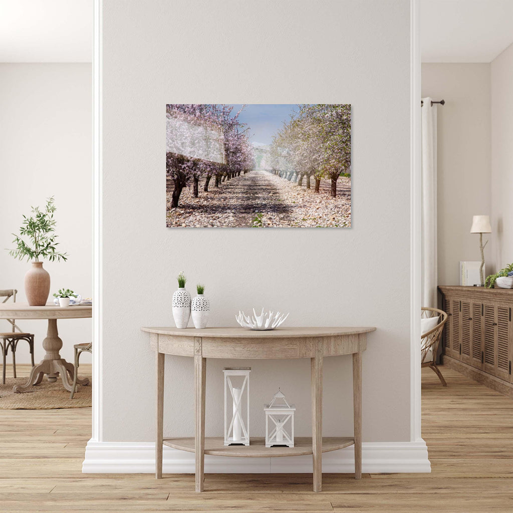 Israeli Holy Land Blooming Trees Landscape — Almond Blossom Flowers