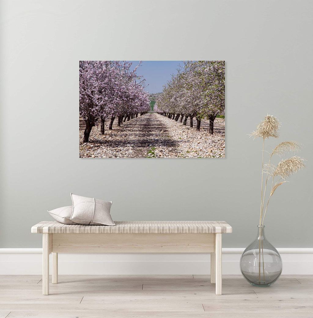 Israeli Holy Land Blooming Trees Landscape — Almond Blossom Flowers