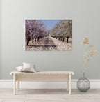 Israeli Holy Land Blooming Trees Landscape — Almond Blossom Flowers