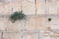 Jerusalem Kotel Western Wall with Green Bush & Plant Vegetation between Stones