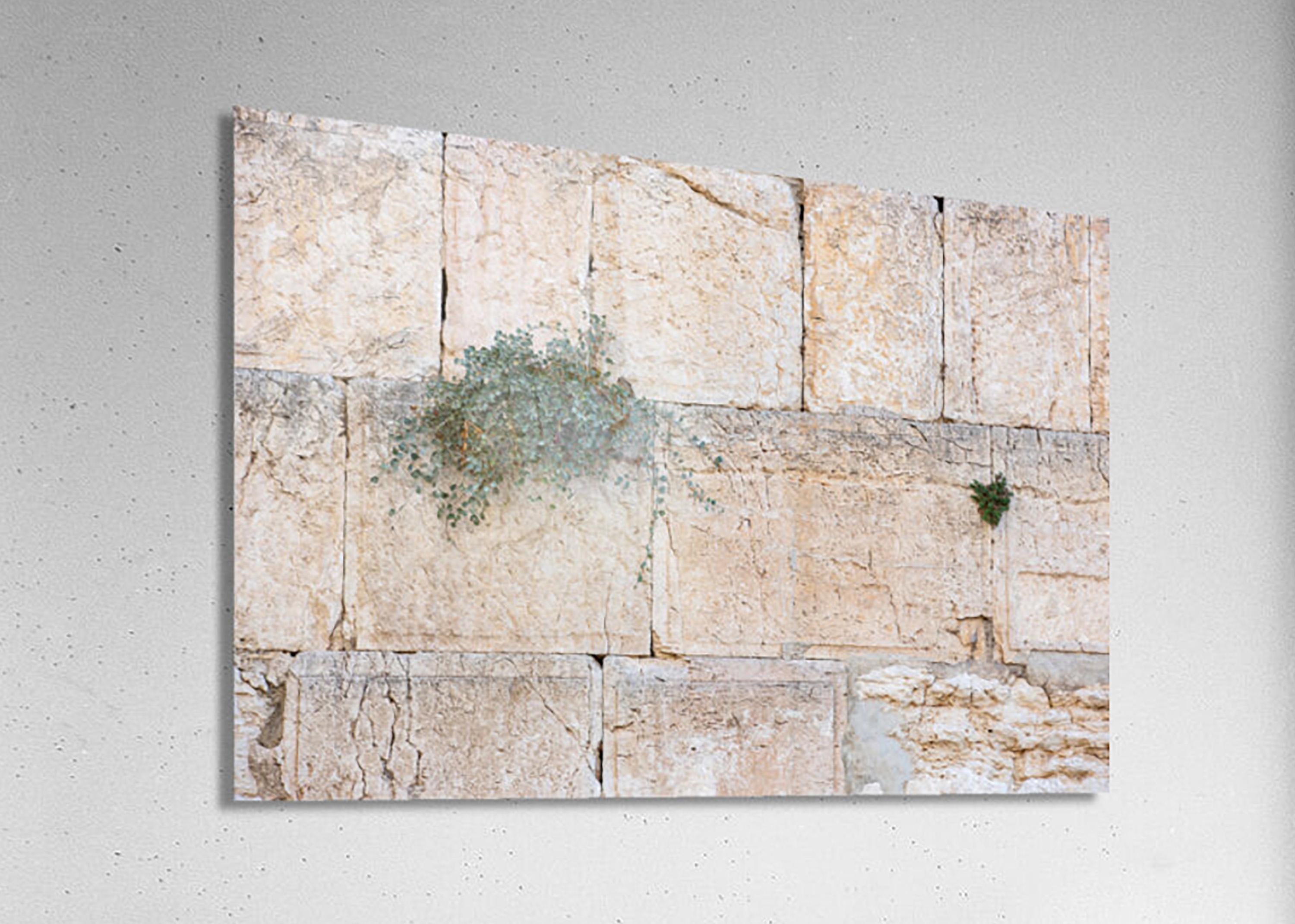 Jerusalem Kotel Western Wall with Green Bush & Plant Vegetation between Stones