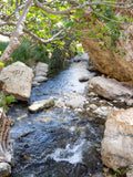 Israel Holy Land Nahal Prat River with Fig Tree and Rocks - Judean Desert