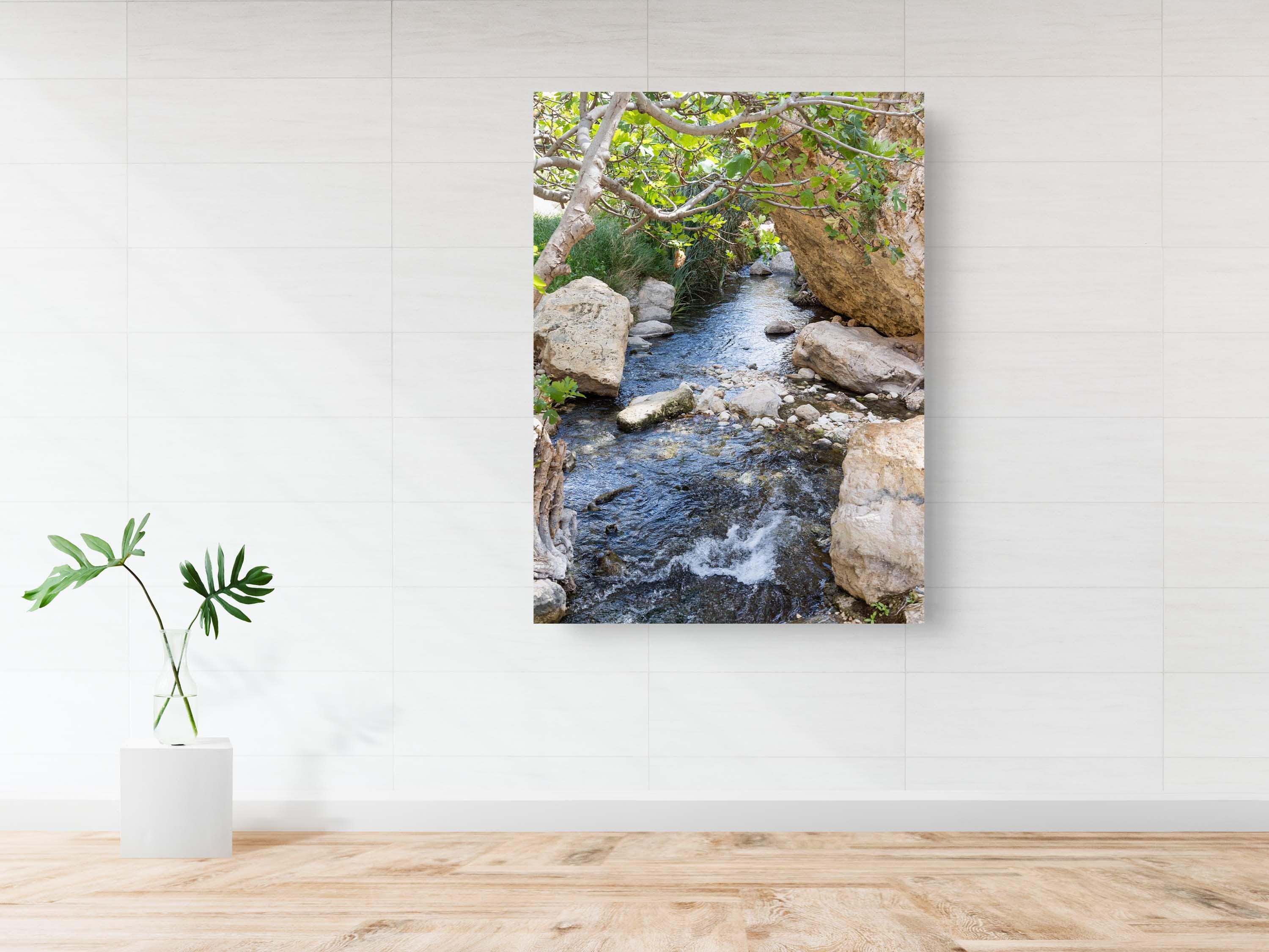Israel Holy Land Nahal Prat River with Fig Tree and Rocks - Judean Desert