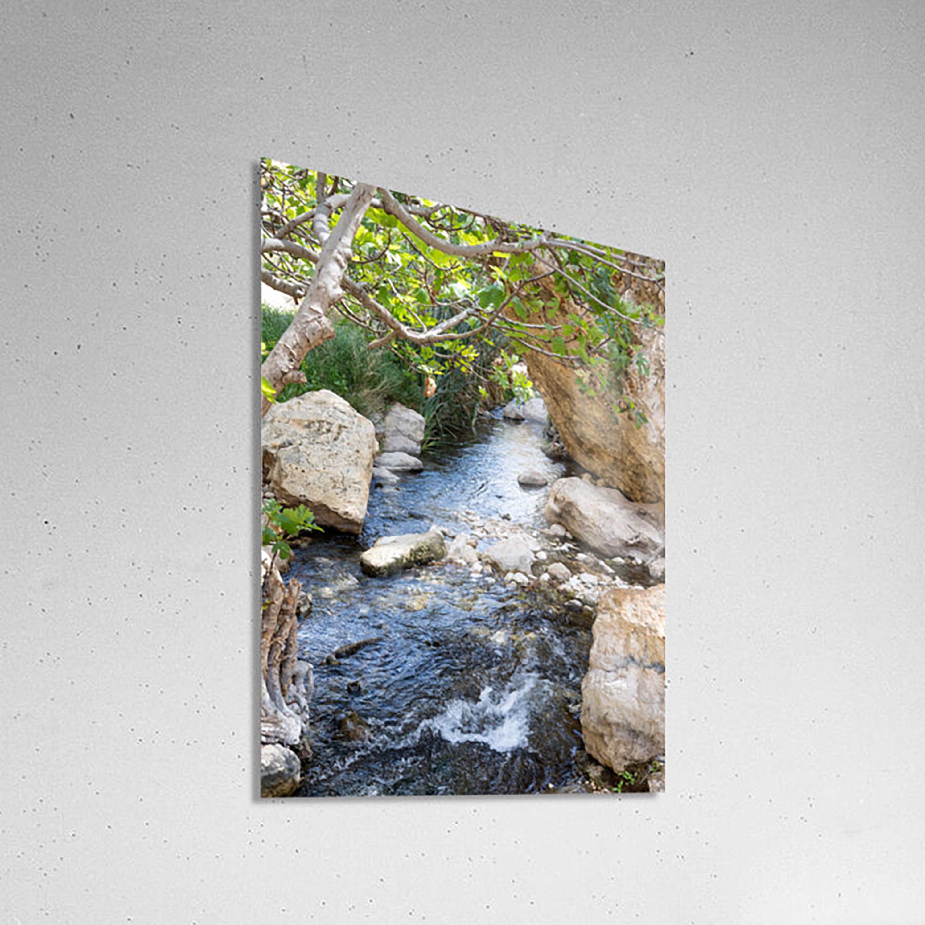 Israel Holy Land Nahal Prat River with Fig Tree and Rocks - Judean Desert