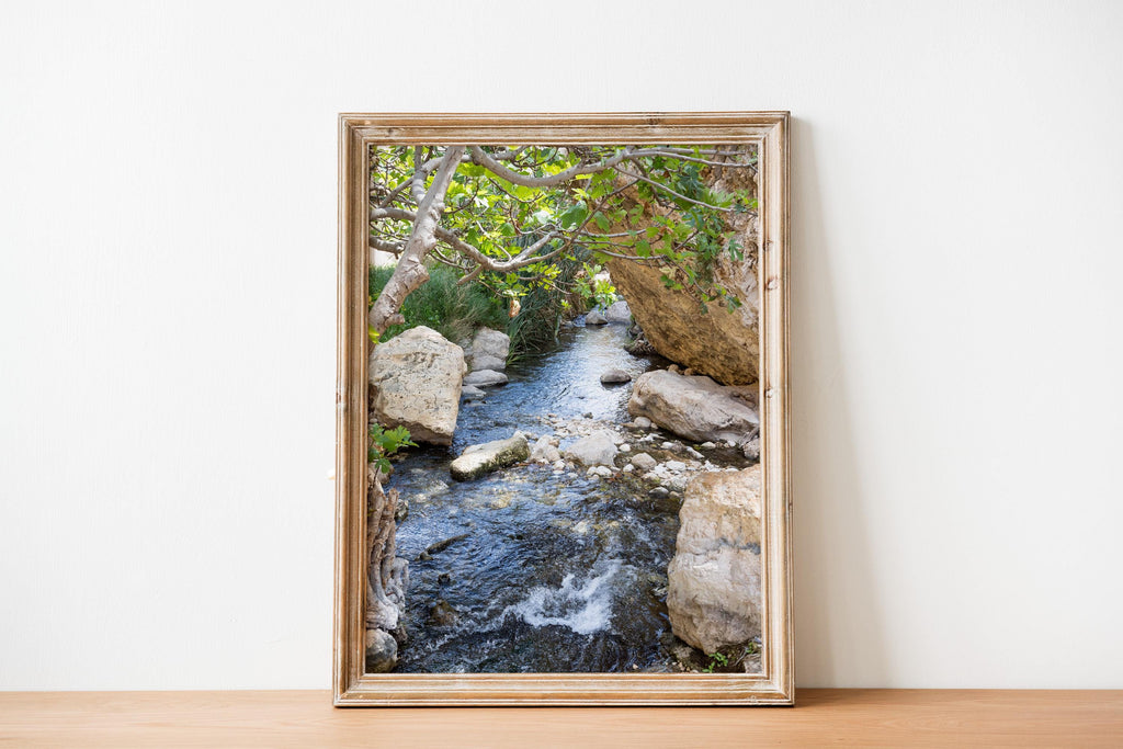 Israel Holy Land Nahal Prat River with Fig Tree and Rocks - Judean Desert