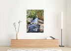 Israel Holy Land Nahal Prat River with Fig Tree and Rocks - Judean Desert