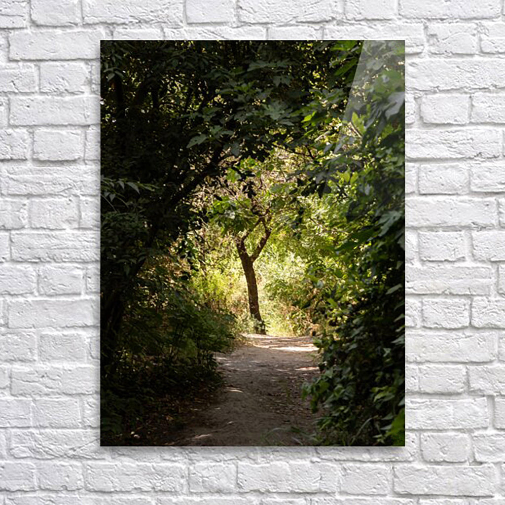Israeli Holy Land Path with Tree at Sunset — Galilee Nature Promised Land