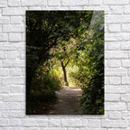 Israeli Holy Land Path with Tree at Sunset — Galilee Nature Promised Land