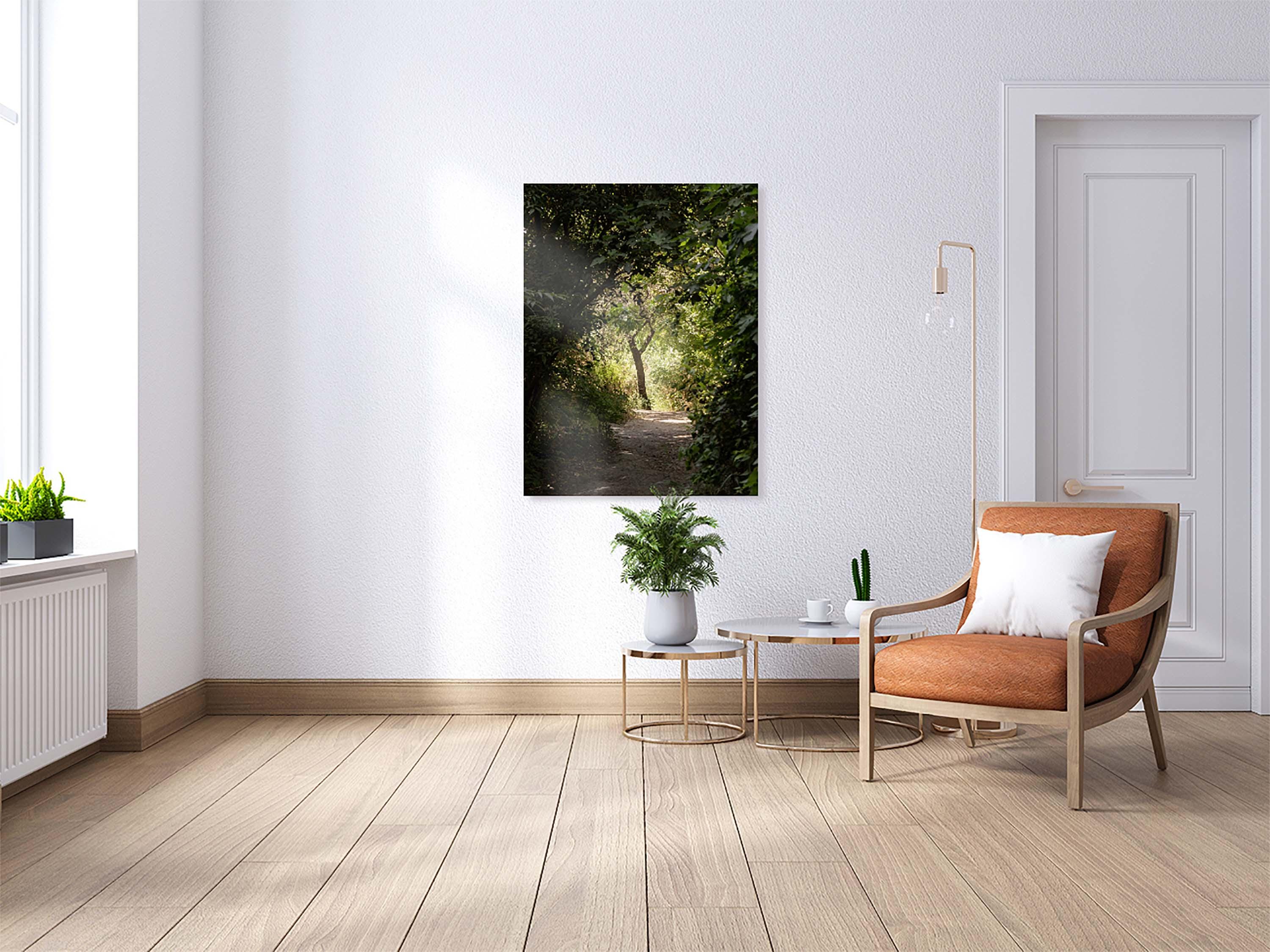 Israeli Holy Land Path with Tree at Sunset — Galilee Nature Promised Land
