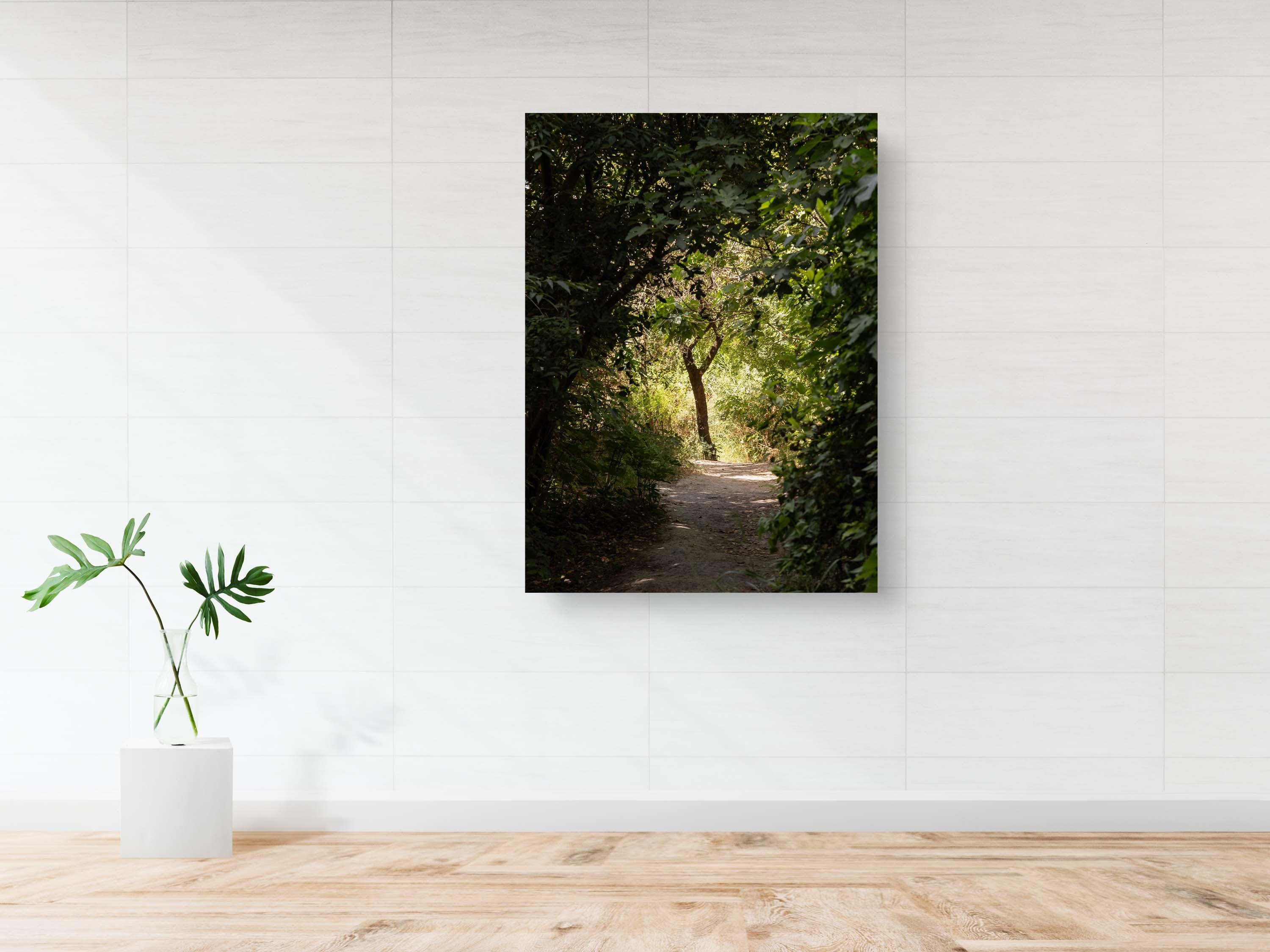 Israeli Holy Land Path with Tree at Sunset — Galilee Nature Promised Land