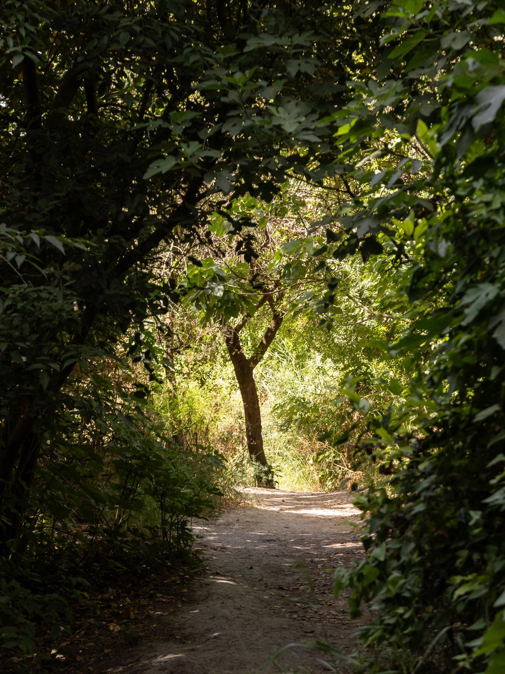 Israeli Holy Land Path with Tree at Sunset — Galilee Nature Promised Land