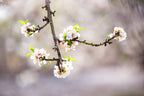 Trunk Almond Blossom Flowers