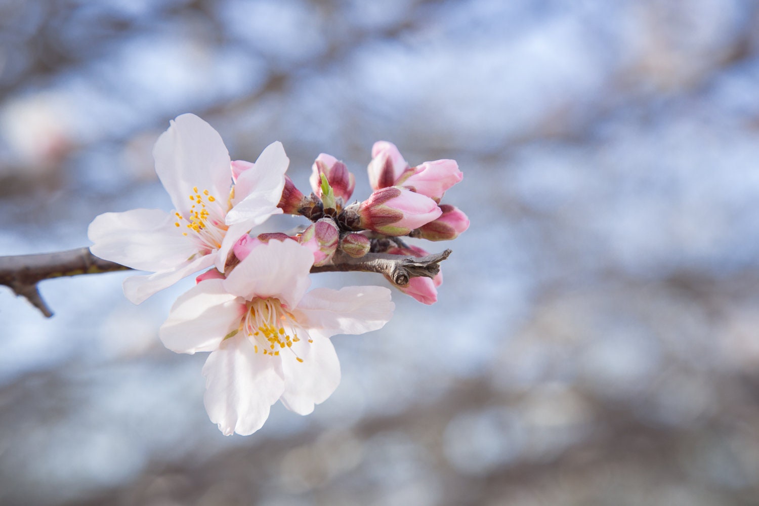 Pink White Flowers Photography Wall Art Print Close-up - Almond blooming, Almond Flowers Blossom, Israel, Wall Decor Nature Photography