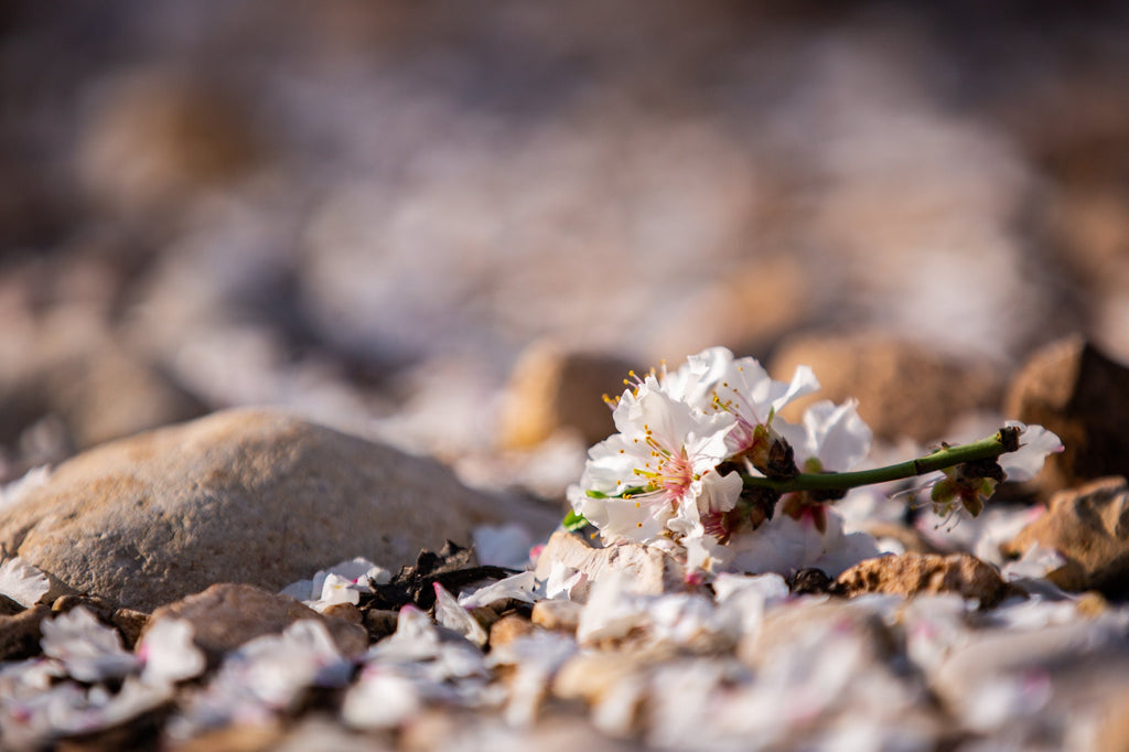Israeli Almond Blossom Flowers on the ground — Holy Land Nature Photography