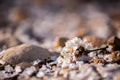 Israeli Almond Blossom Flowers on the ground — Holy Land Nature Photography